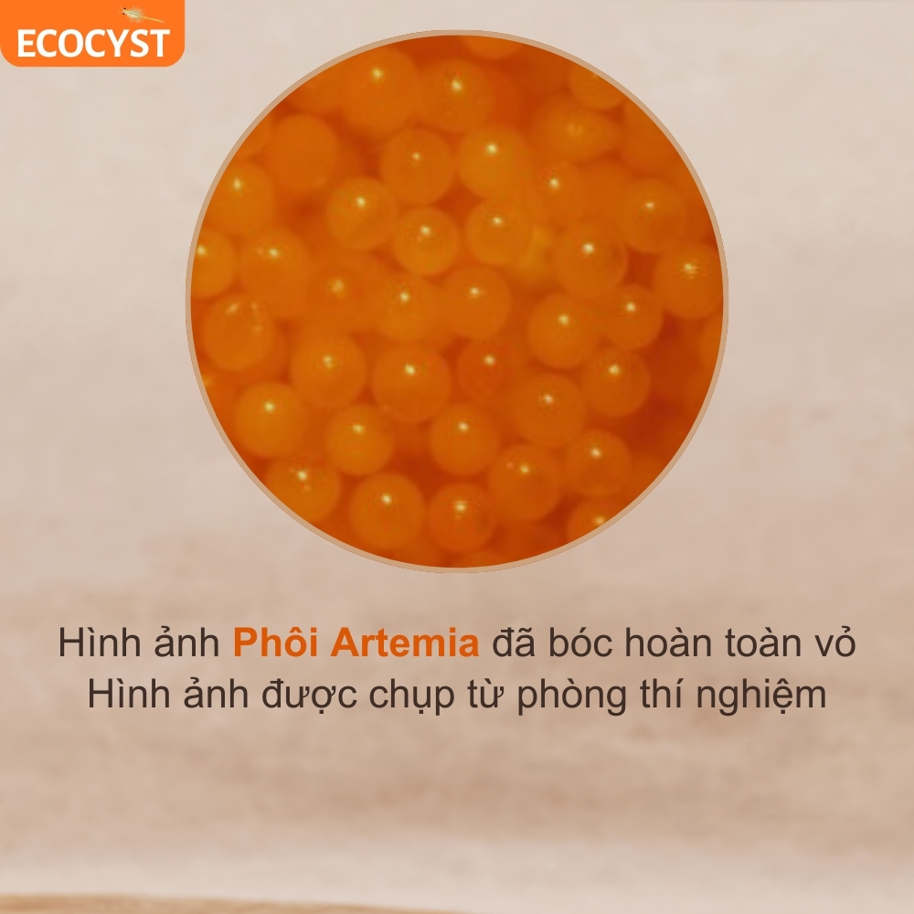 Phôi Artemia Sấy - Ảnh 4