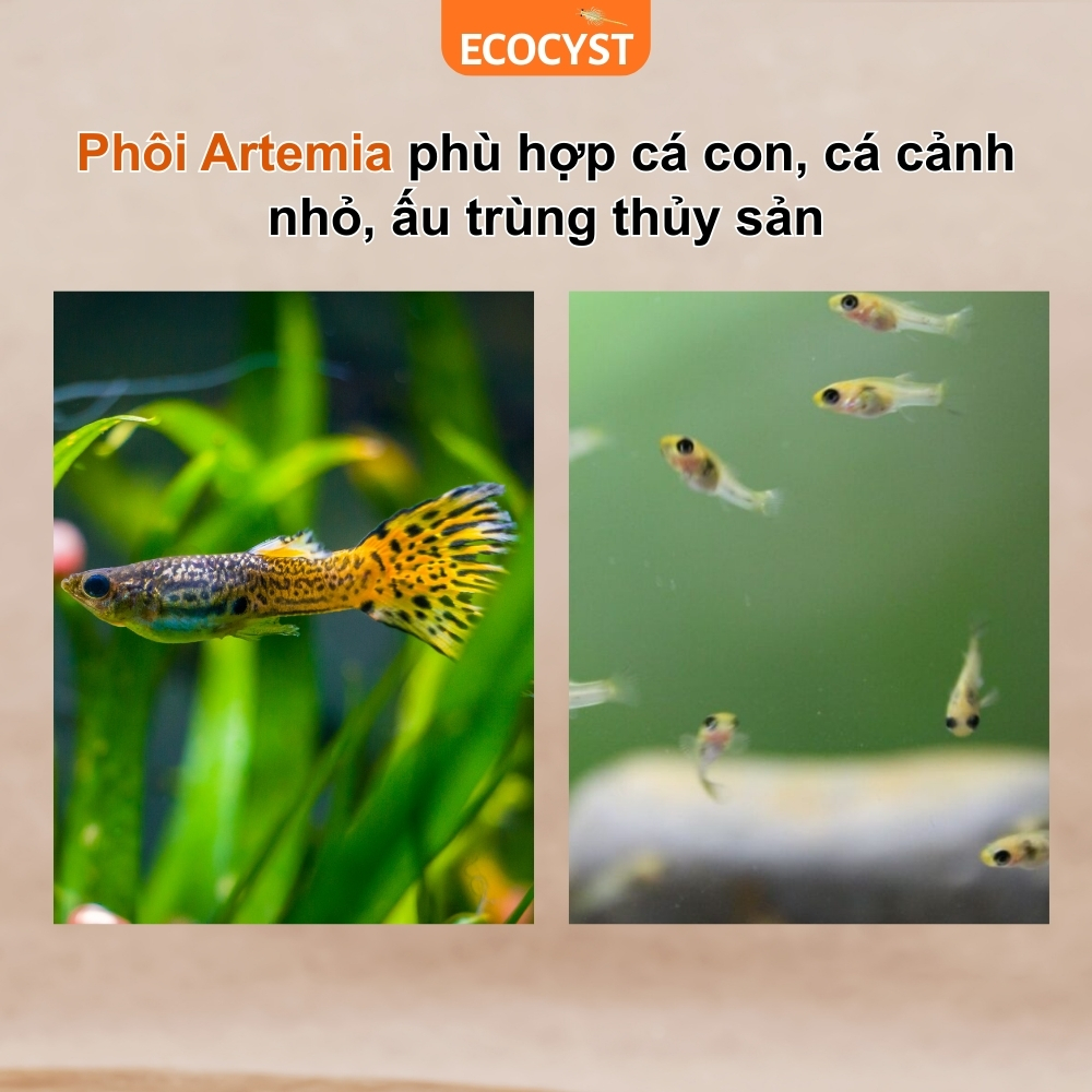 Phôi Artemia Sấy - Ảnh 7