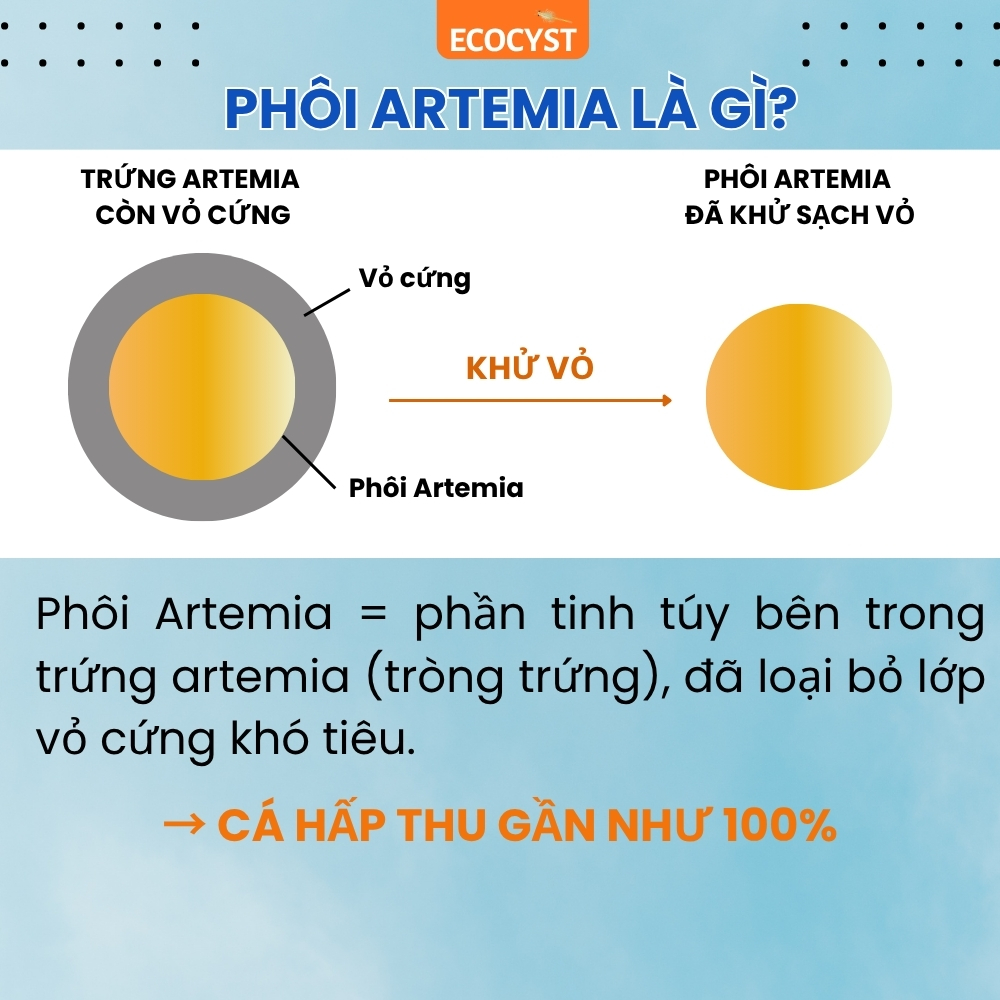 Phôi Artemia Đông Lạnh - Ảnh 5