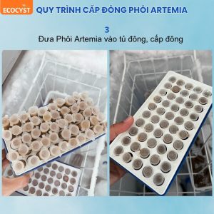 Phôi artemia đông lạnh, đã khử sạch vỏ, ăn liền